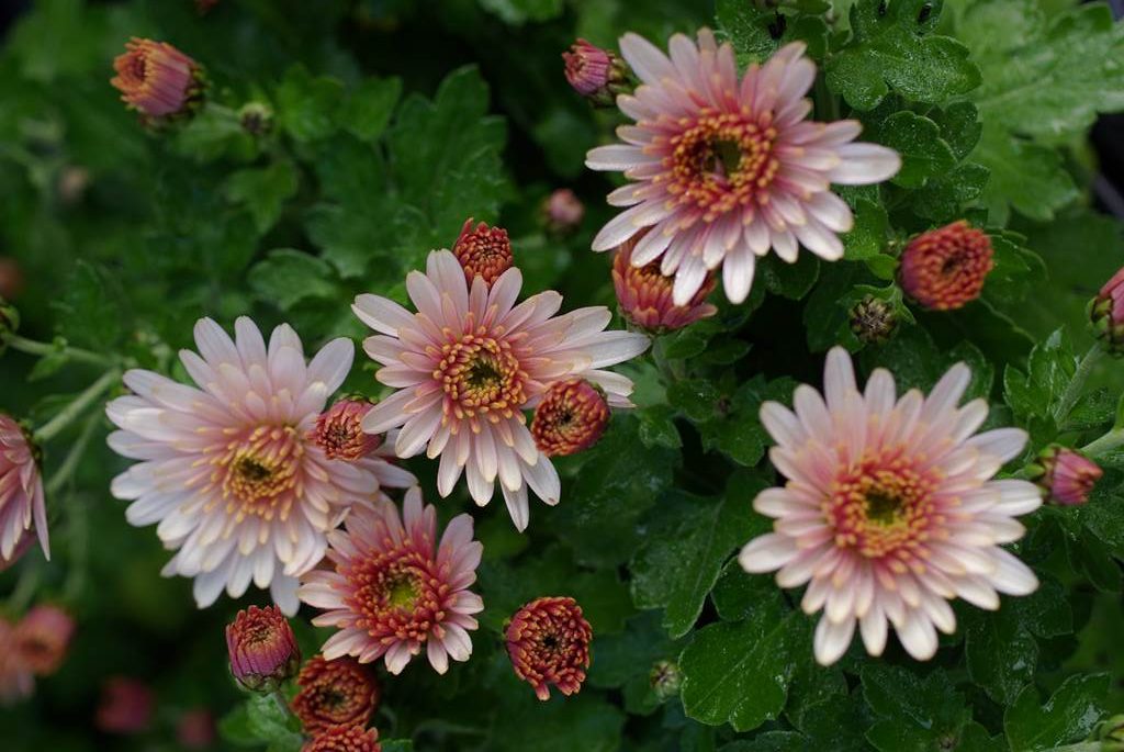 Photographie de Chrysanthème des fleuristes