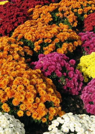 Photographie de Chrysanthème des fleuristes
