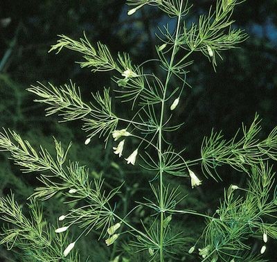 Photographie de Asperge des bois