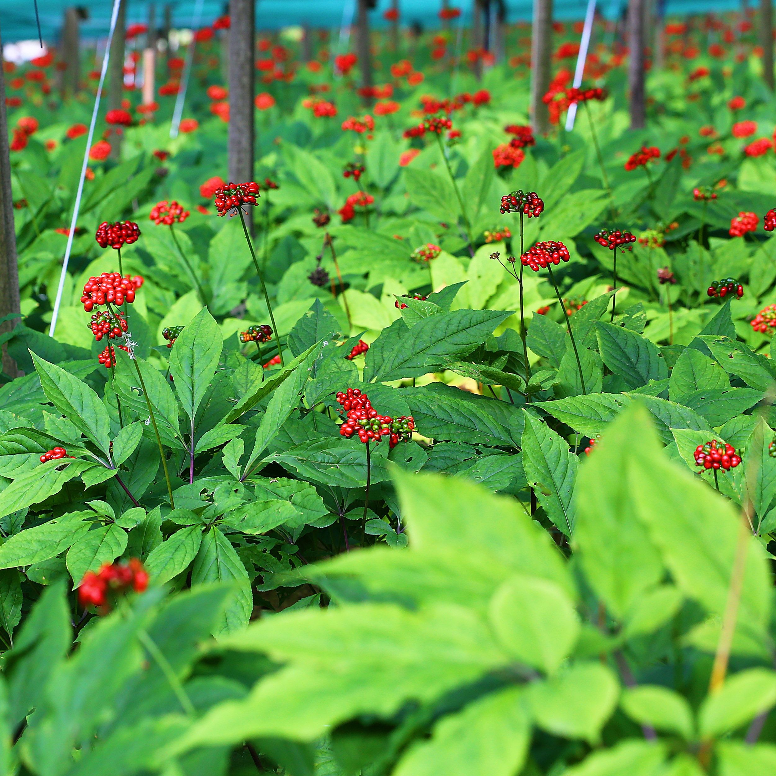 Photographie de Ginseng