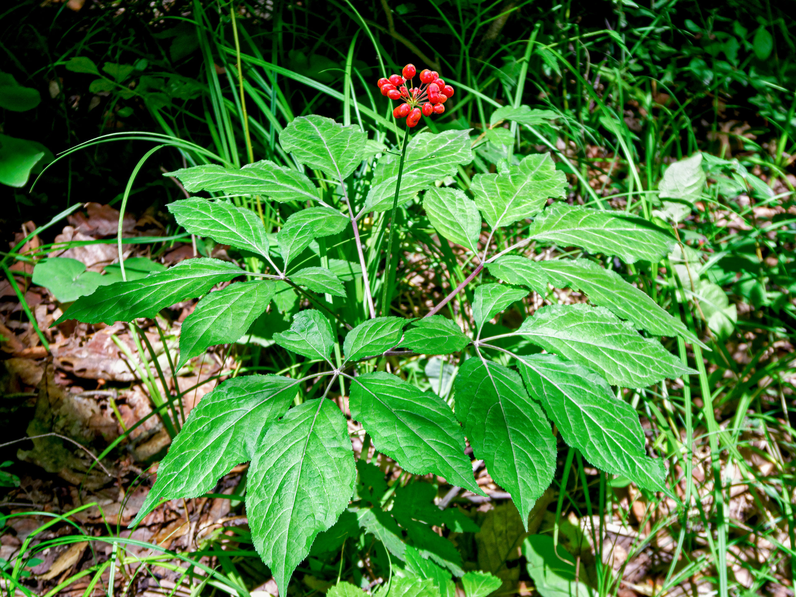 Photographie de Ginseng