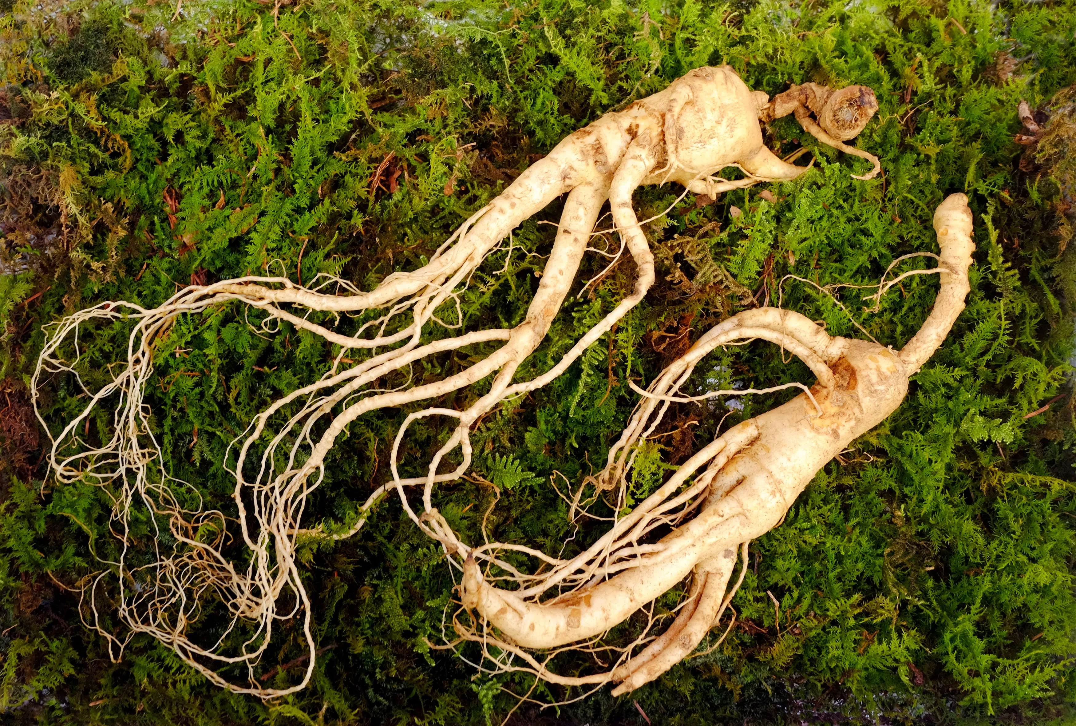 Photographie de Ginseng