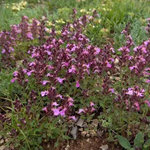 Photographie de Germandrée petit-chêne