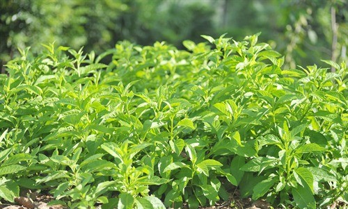 Photographie de Plante à longue vie