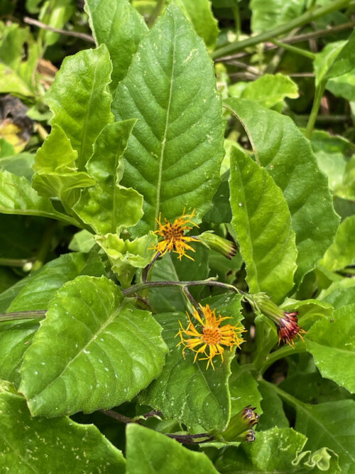 Photographie de Plante à longue vie