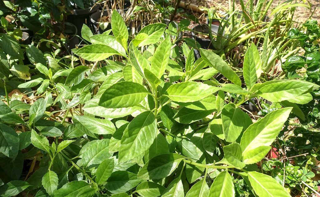 Photographie de Plante à longue vie