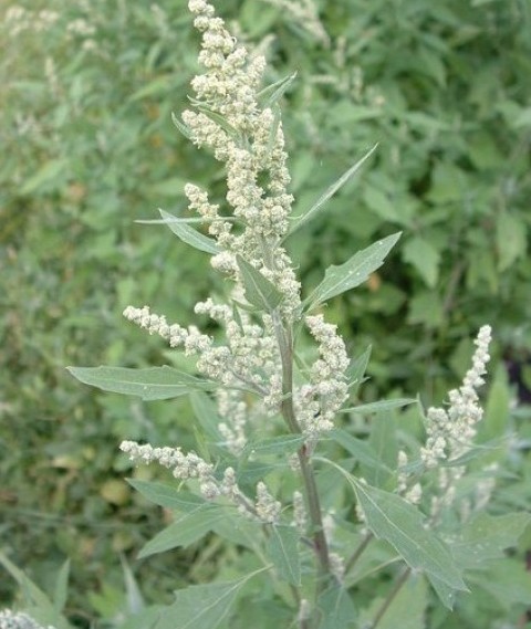 Photographie de Chénopode blanc