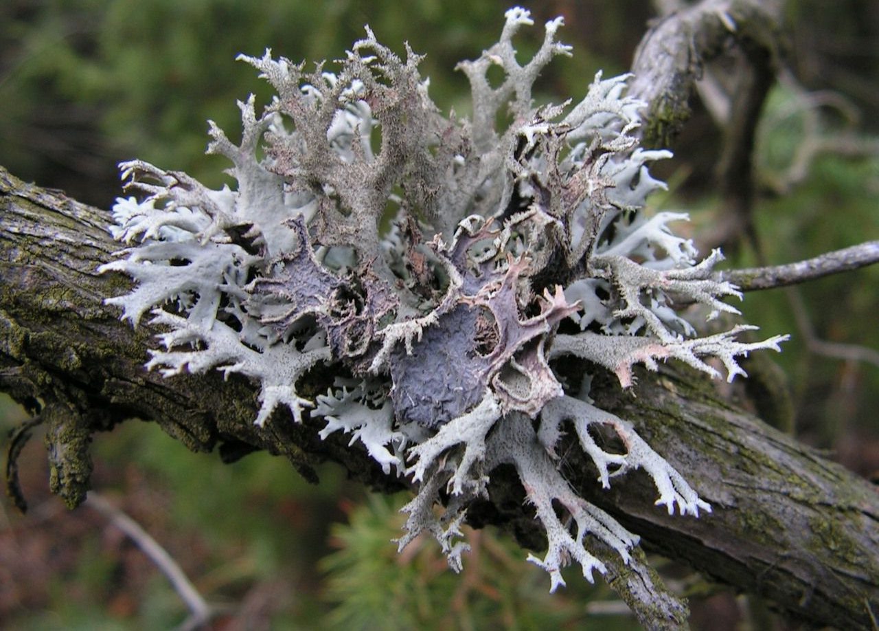 Photographie de Lichen d'Islande