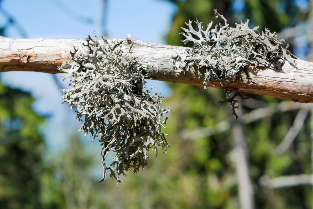 Photographie de Lichen d'Islande