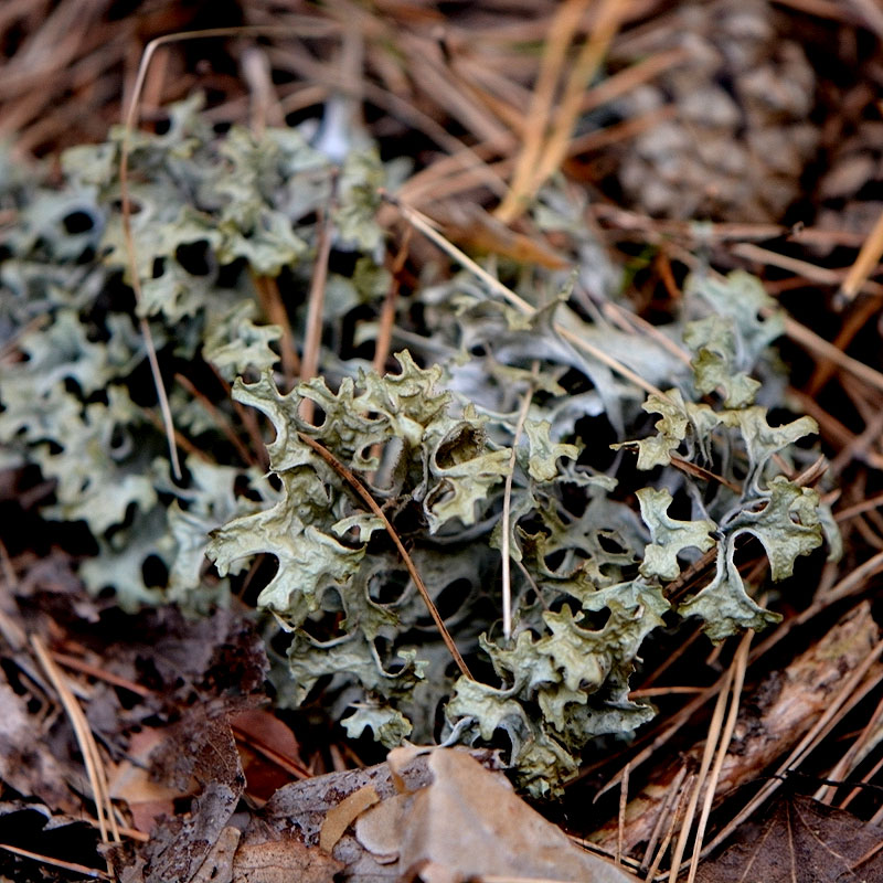 Photographie de Lichen d'Islande
