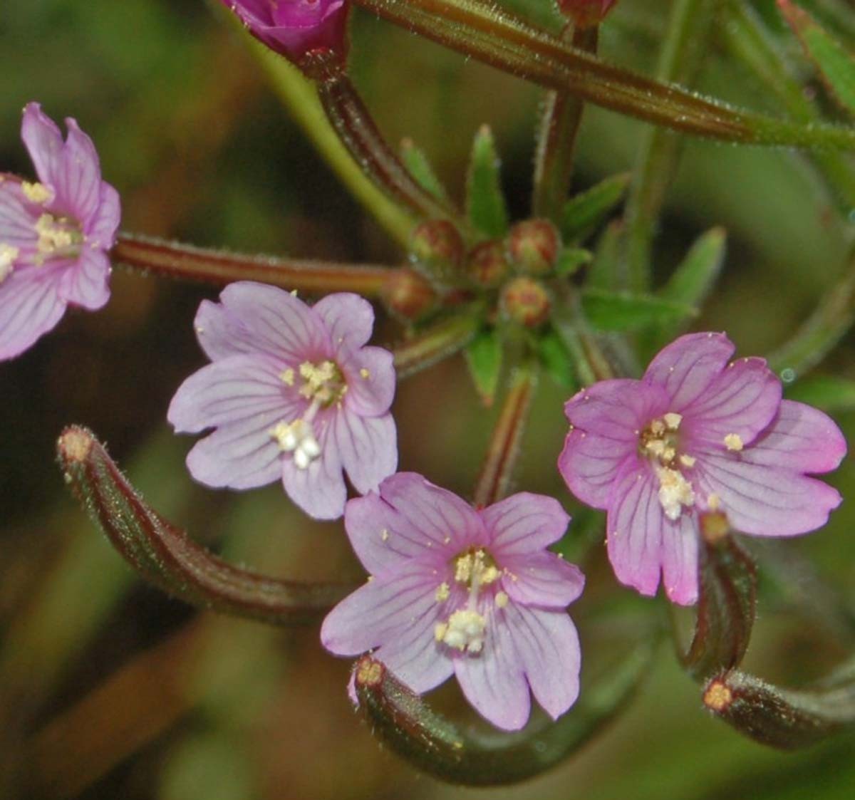 Photographie de Epilobe à petites fleurs