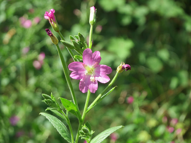 Photographie de Epilobe à petites fleurs