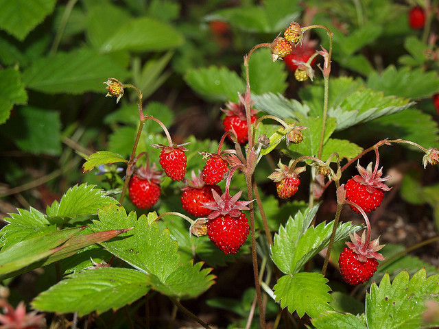 Photographie de Fraisier des bois