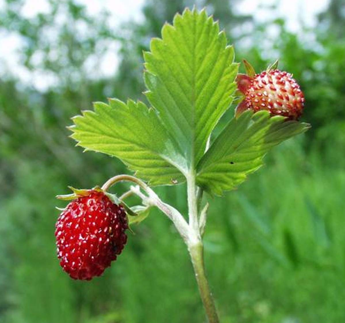 Photographie de Fraisier des bois