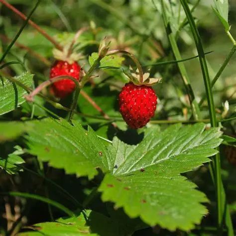 Photographie de Fraisier des bois
