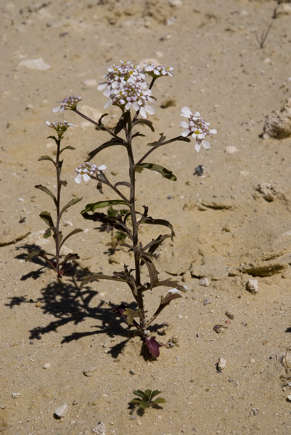 Photographie de Ibéris amer