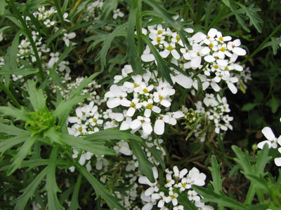 Photographie de Ibéris amer