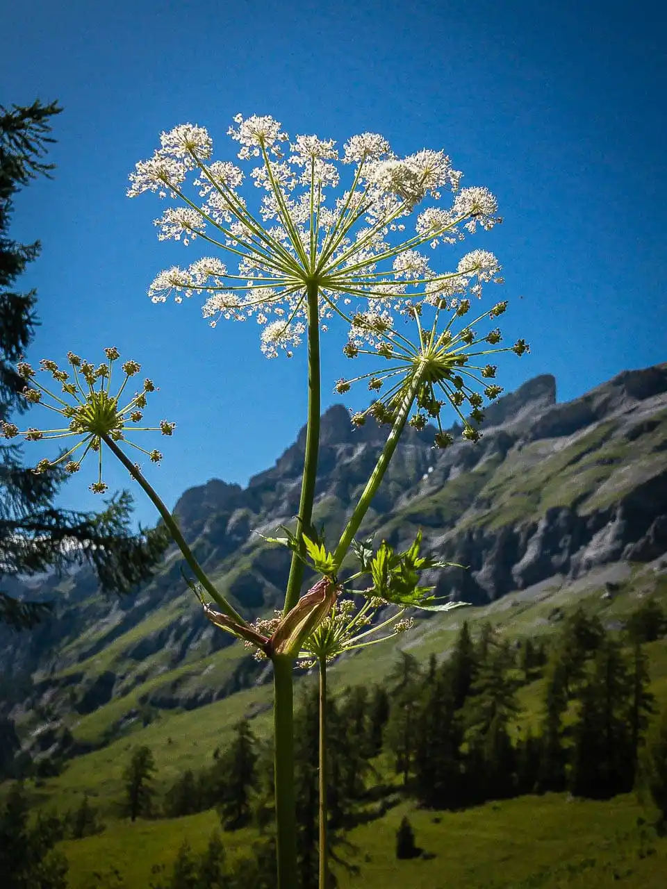 Photographie de Impératoire