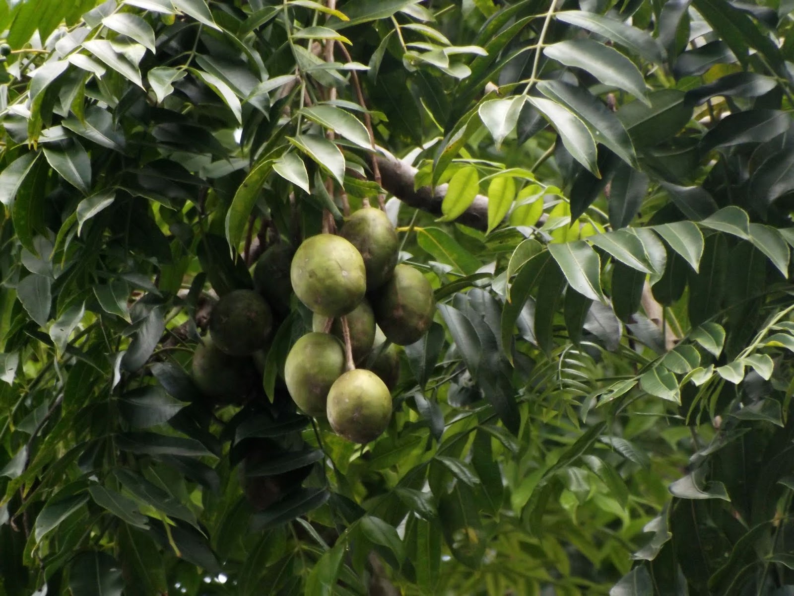Photographie de Mangue Sauvage