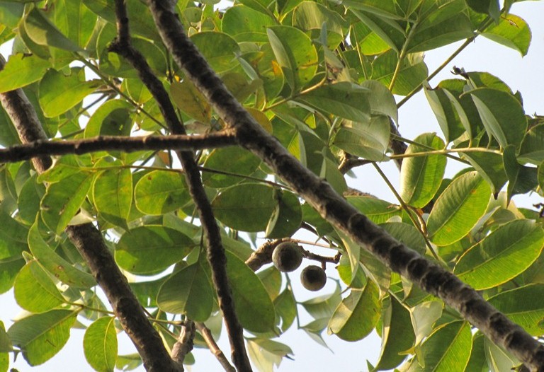 Photographie de Mangue Sauvage
