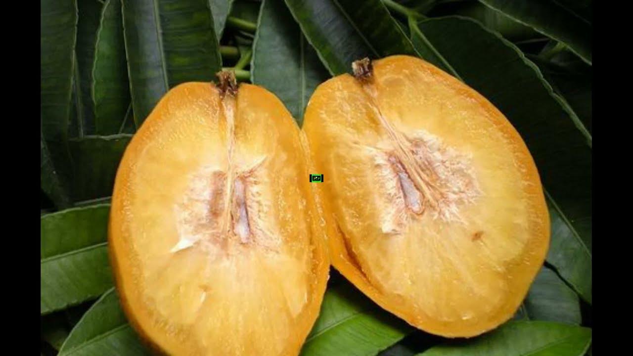 Photographie de Mangue Sauvage