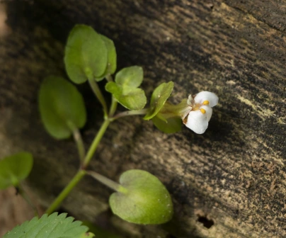 Photographie de Fel-Terre