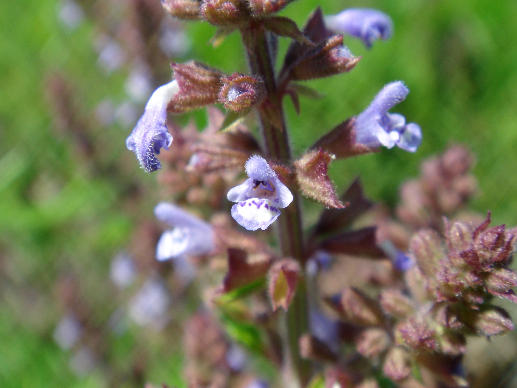 Photographie de Sauge de plébéienne