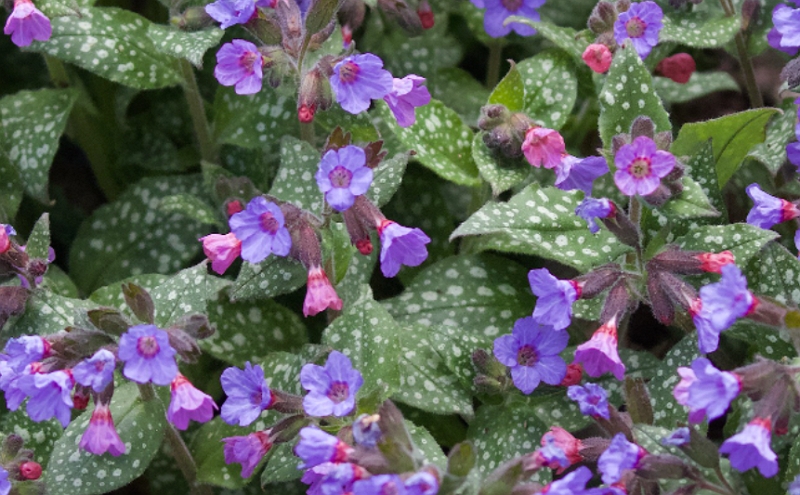 Photographie de Pulmonaire officinale
