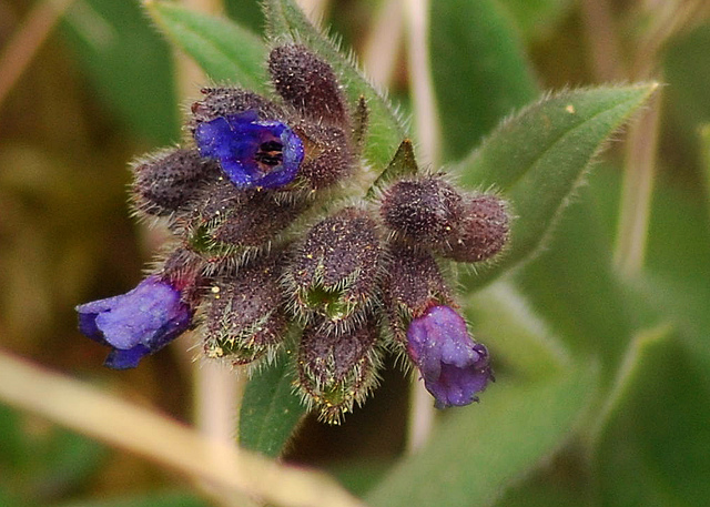 Photographie de Pulmonaire officinale