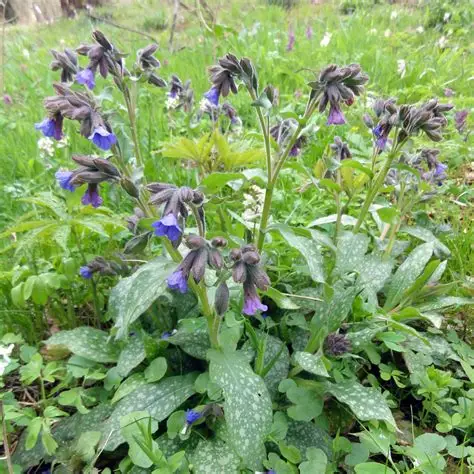 Photographie de Pulmonaire officinale