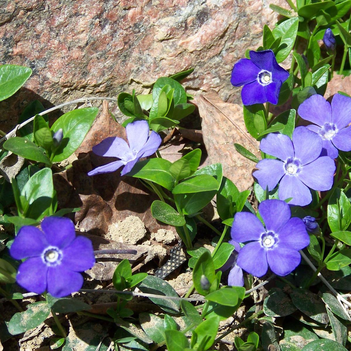 Photographie de Petite Pervenche