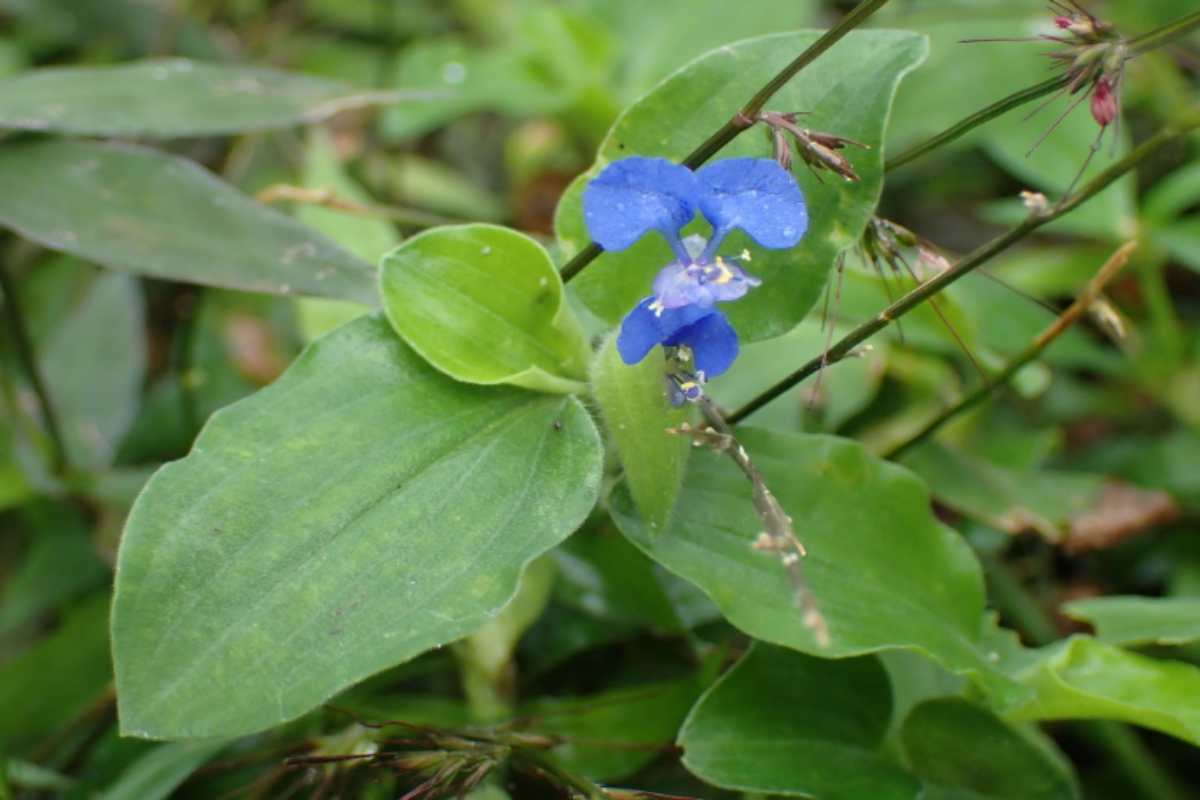 Photographie de Araignée Tropicale
