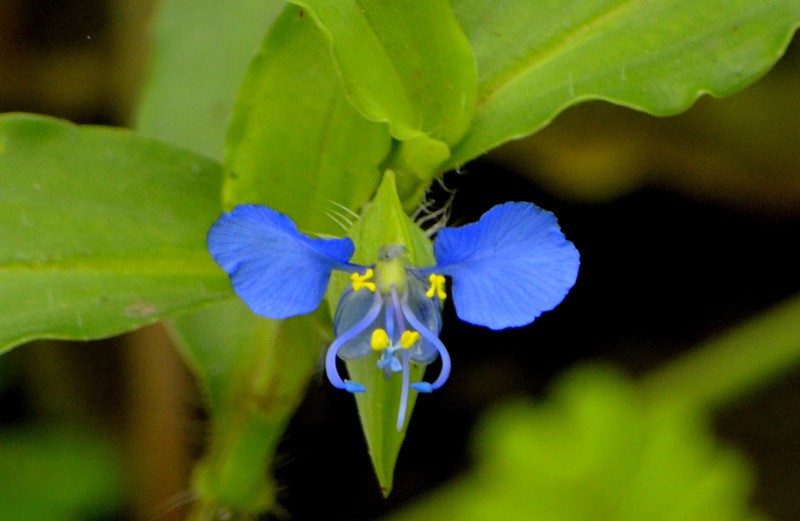 Photographie de Araignée Tropicale