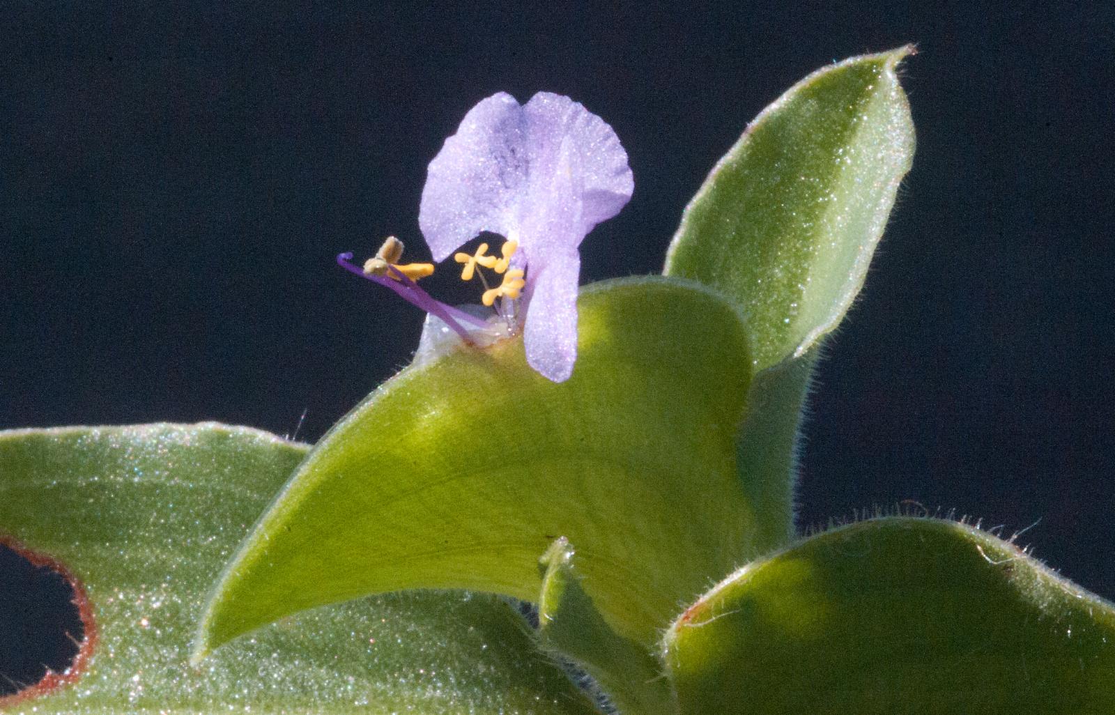 Photographie de Araignée Tropicale