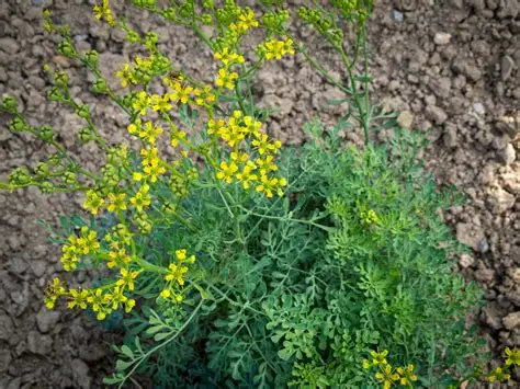 Photographie de Rue officinale