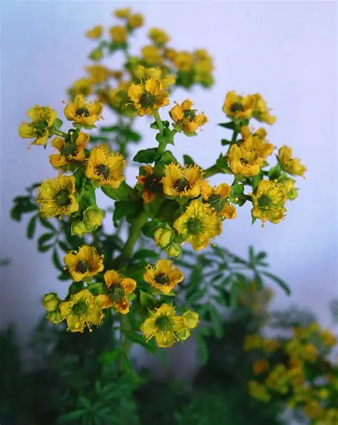 Photographie de Rue officinale