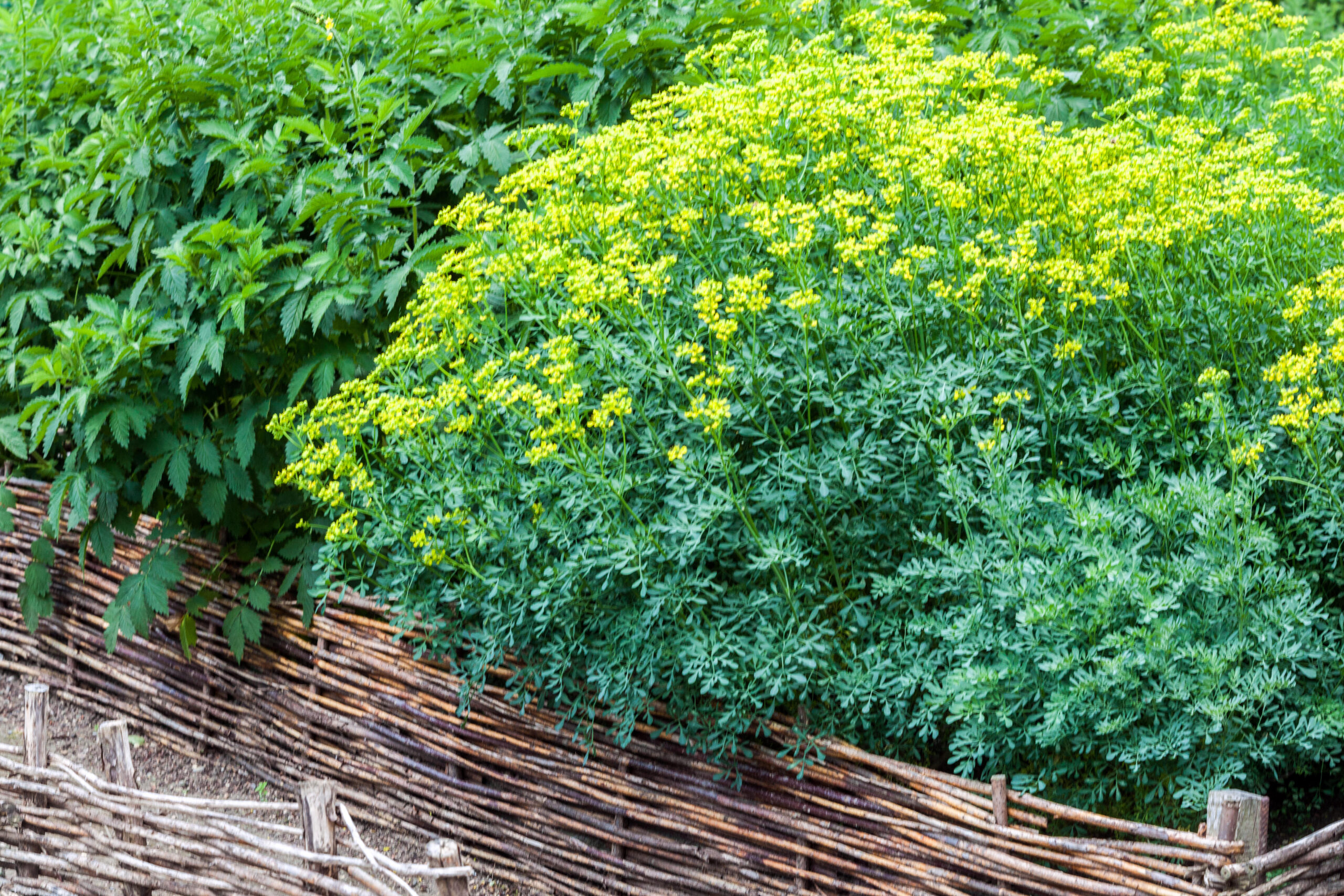 Photographie de Rue officinale