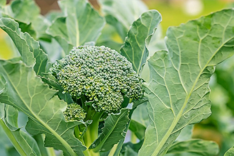 Photographie de Brocoli