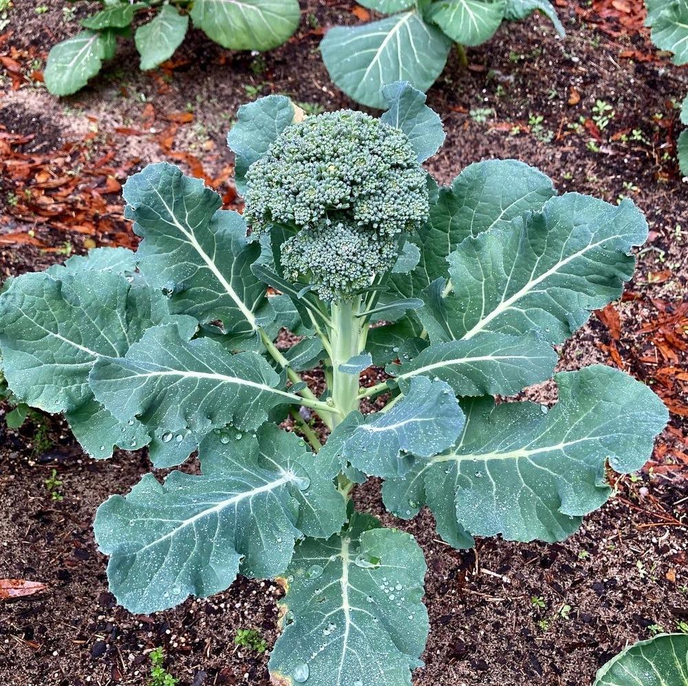 Photographie de Brocoli
