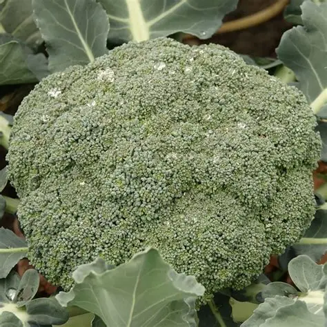 Photographie de Brocoli