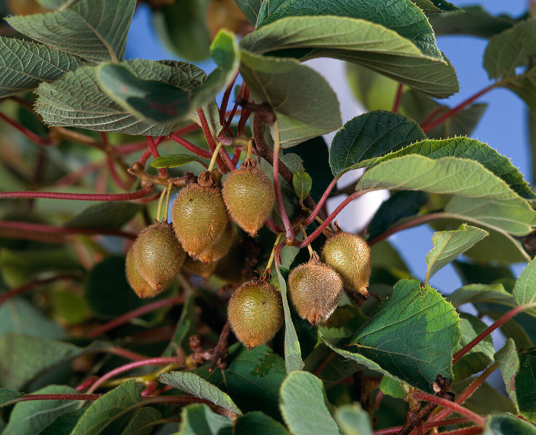 Photographie de Kiwi jaune