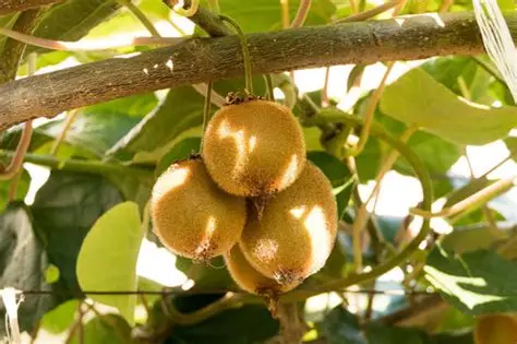 Photographie de Kiwi jaune