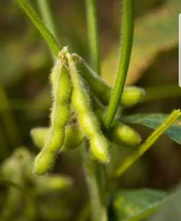 Photographie de Soja
