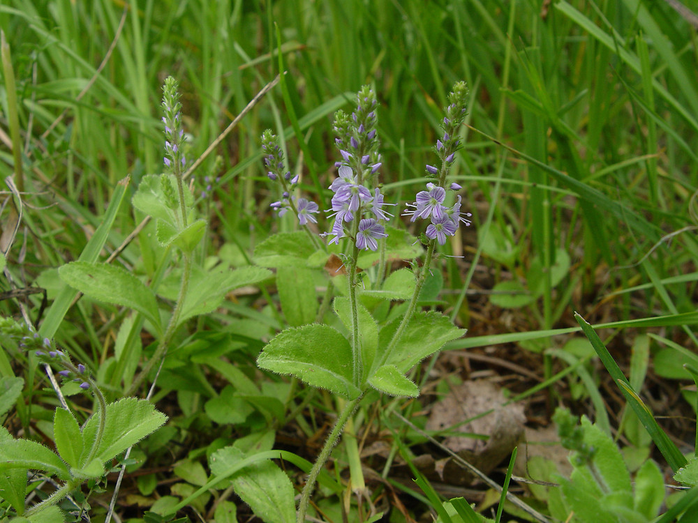Photographie de Véronique officinale
