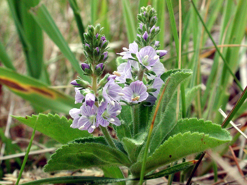 Photographie de Véronique officinale