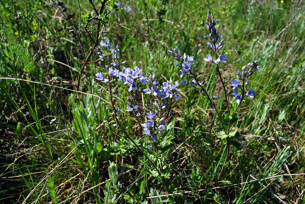 Photographie de Véronique officinale