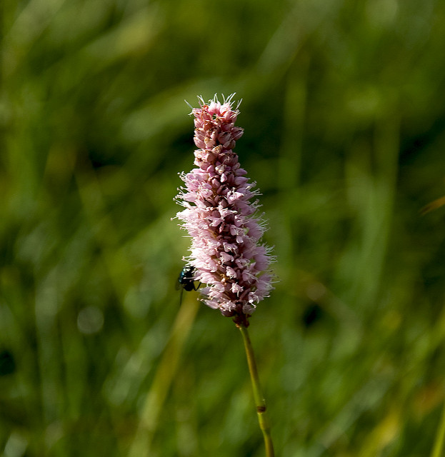 Photographie de Bistorte