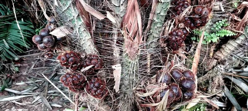 Photographie de Palmier à fruits de serpent