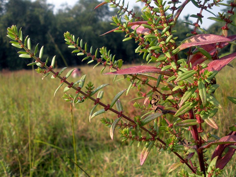 Photographie de Monarque Rouge