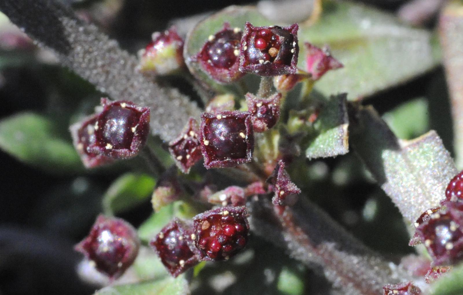 Photographie de Monarque Rouge